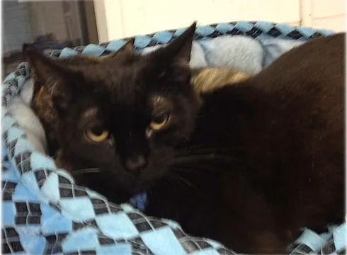 Enlarge Mischa, a Adoptable Domestic Short Hair in Huntington, NY image 1/1