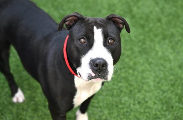 Enlarge PATTY, a Adoptable American Staffordshire Terrier in Fort Lauderdale, FL image 1/1