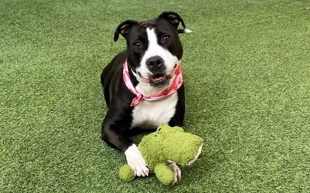 Enlarge PATTY, a Adoptable American Staffordshire Terrier in Fort Lauderdale, FL image 1/1