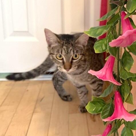 Biscuit Butter — thumbnail 3