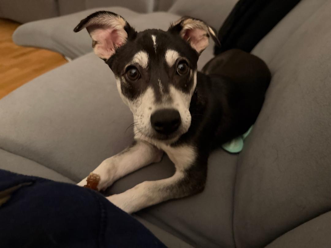 Enlarge Luka, a Adoptable mixed breed in Battle Creek, MI image 3/6