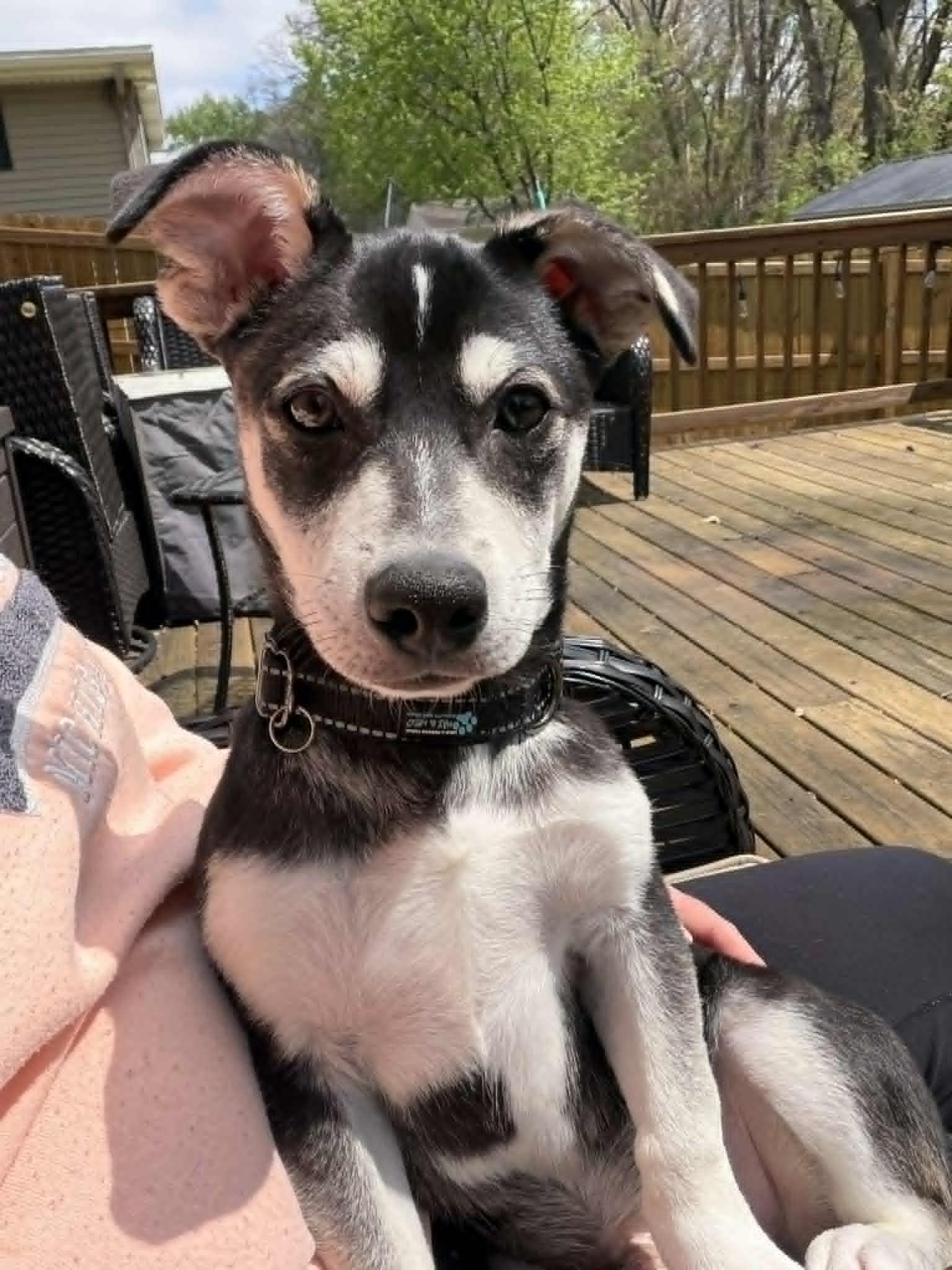 Enlarge Luka, a Adoptable mixed breed in Battle Creek, MI image 2/6