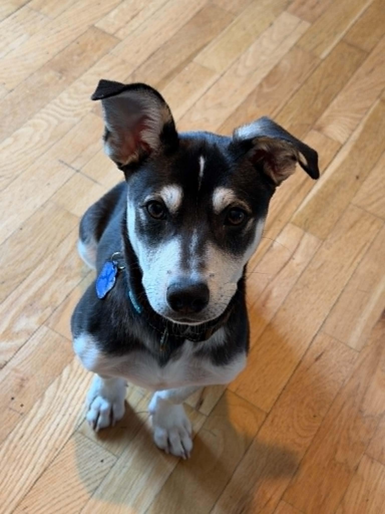 Enlarge Luka, a Adoptable mixed breed in Battle Creek, MI image 5/6