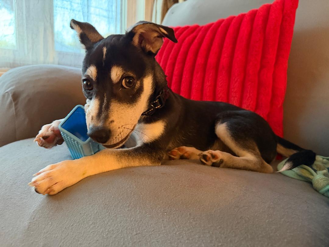 Luka, Adoptable, Puppy Male Chihuahua & Terrier.