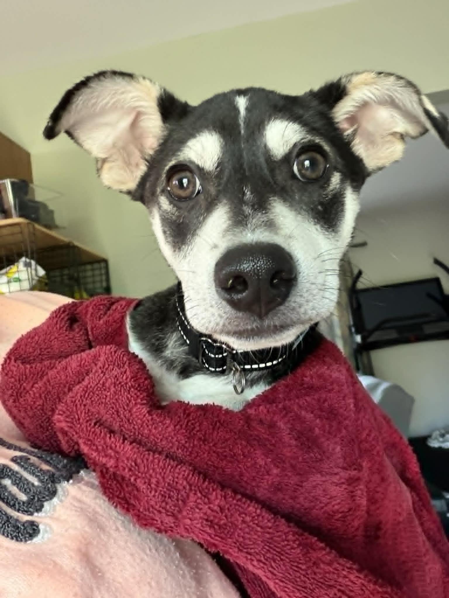 Enlarge Luka, a Adoptable mixed breed in Battle Creek, MI image 4/6