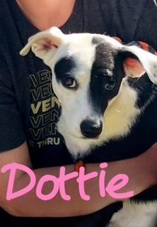 Dottie, a Adopted mixed breed in Farmingdale, NY image 1/3