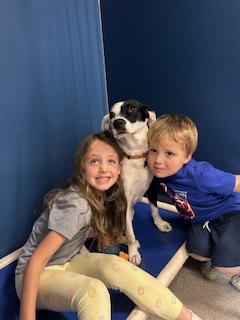 Dottie, a Adopted mixed breed in Farmingdale, NY image 2/3