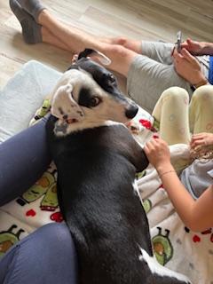 Dottie, a Adopted mixed breed in Farmingdale, NY image 3/3