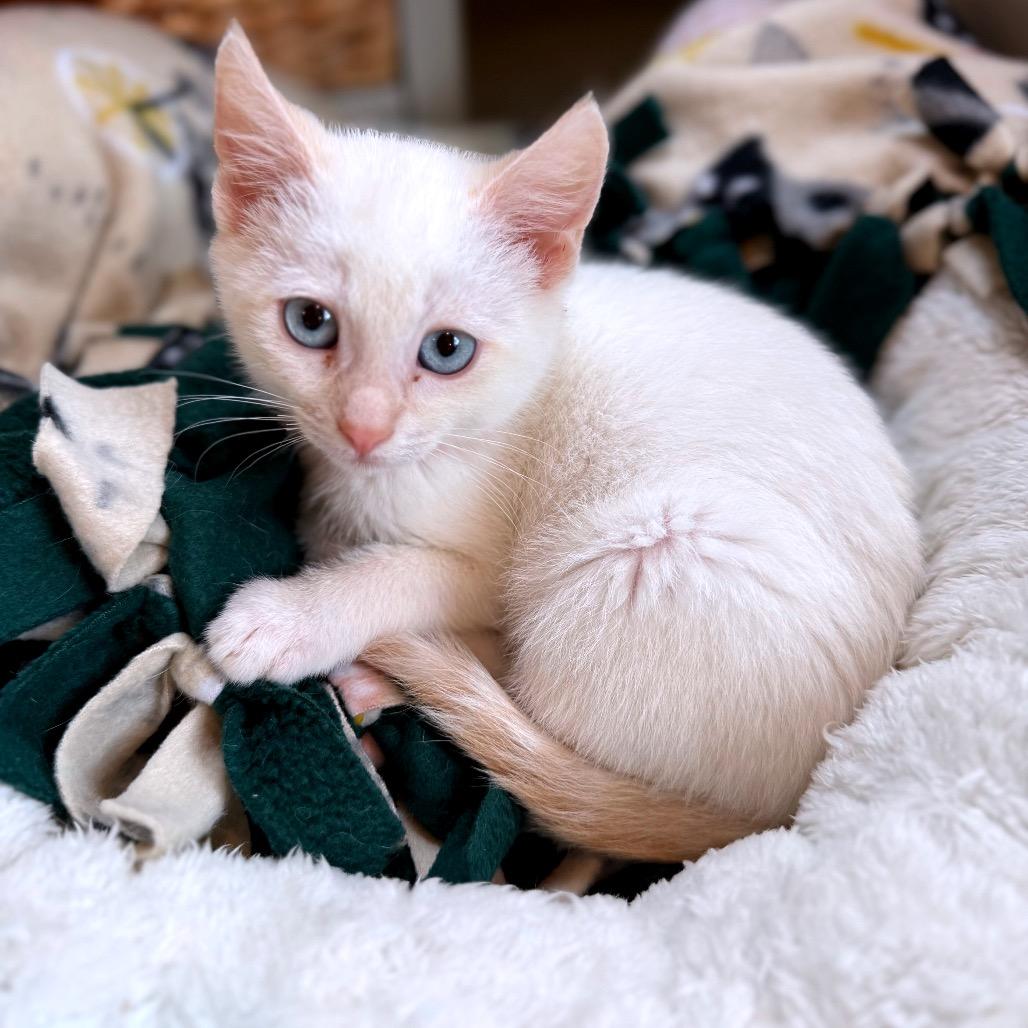 Steve, Adoptable, Kitten Male Domestic Short Hair & Siamese.