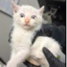 Steve, a Adoptable mixed breed in Escondido, CA image 2/2