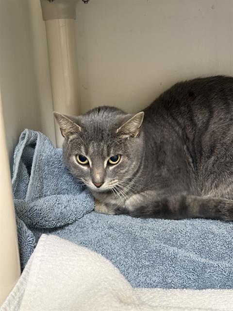 Enlarge MELVIN, a Adoptable Domestic Short Hair in Boston, MA image 1/1