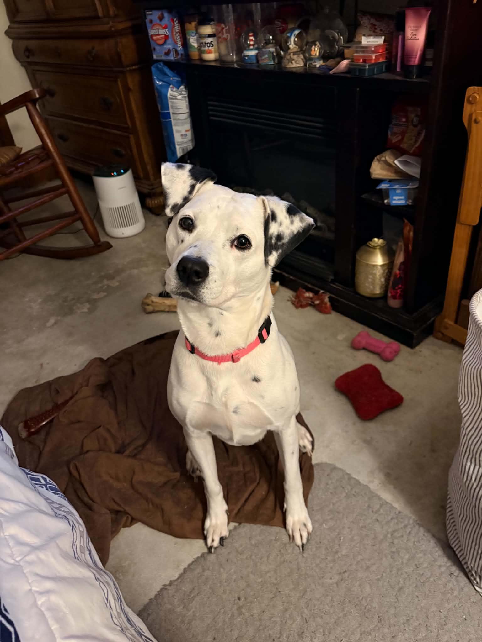 Enlarge Scarlett-Columbia, SC, a Adoptable Dalmatian in Colombia, SC image 1/3