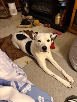 Enlarge Scarlett-Columbia, SC, a Adoptable Dalmatian in Colombia, SC image 3/3