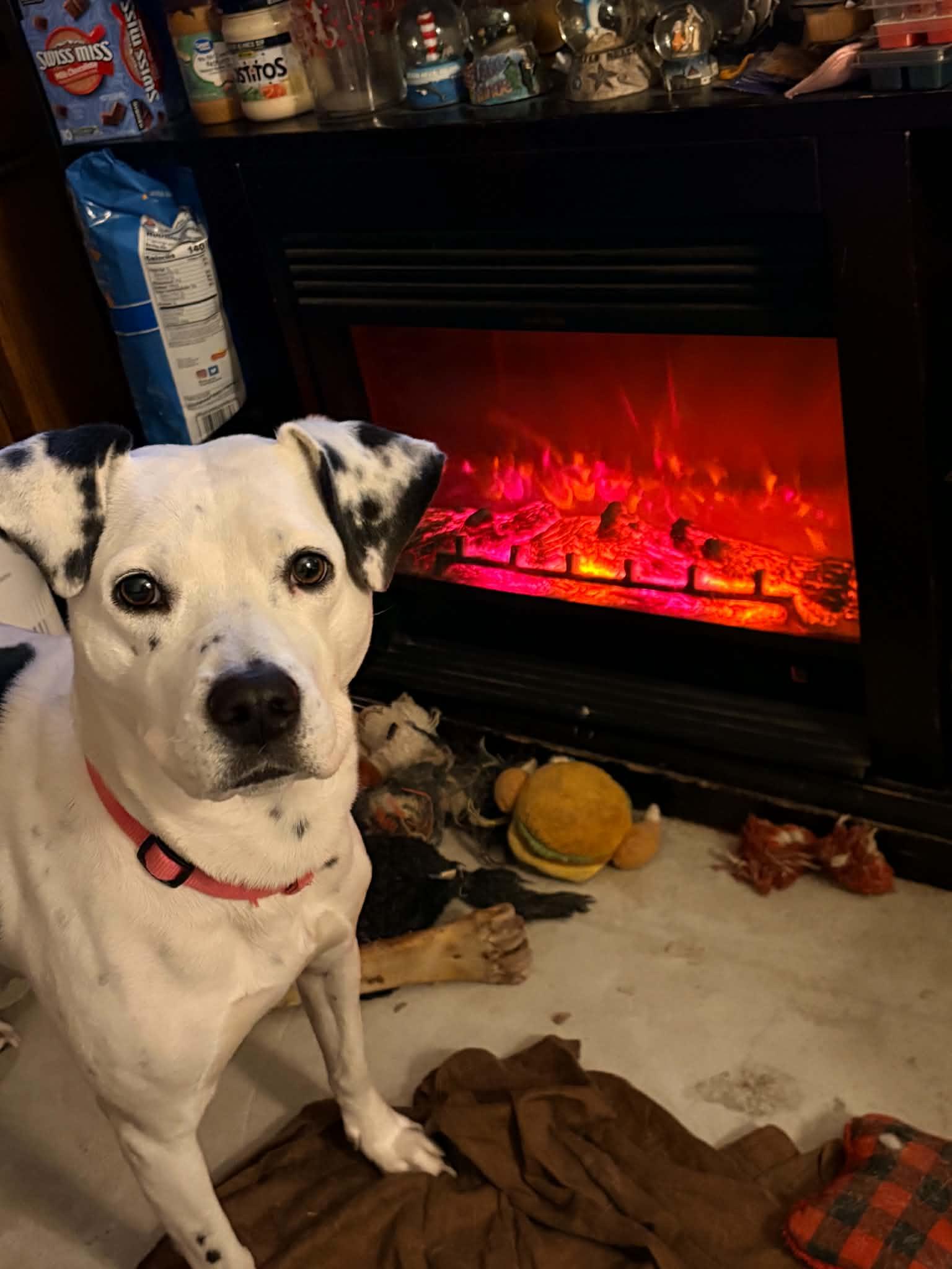 Enlarge Scarlett-Columbia, SC, a Adoptable Dalmatian in Colombia, SC image 2/3