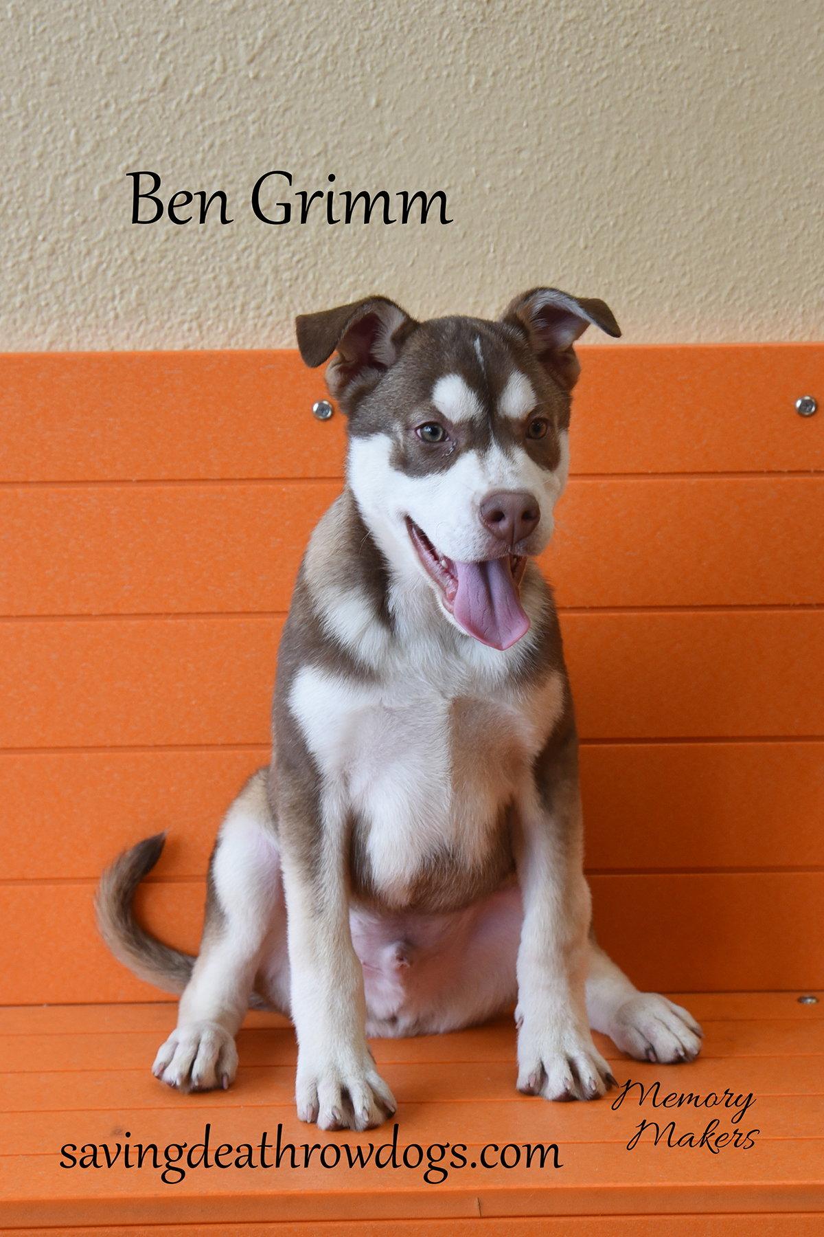 Ben Grimm, Adoptable, Puppy Male Husky & Australian Kelpie.