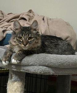 Enlarge Mel, a ADOPTABLE Domestic Medium Hair in Wasilla, AK image 1/1