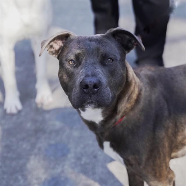 GUMBO, Adoptable, Young Female Pit Bull Terrier.