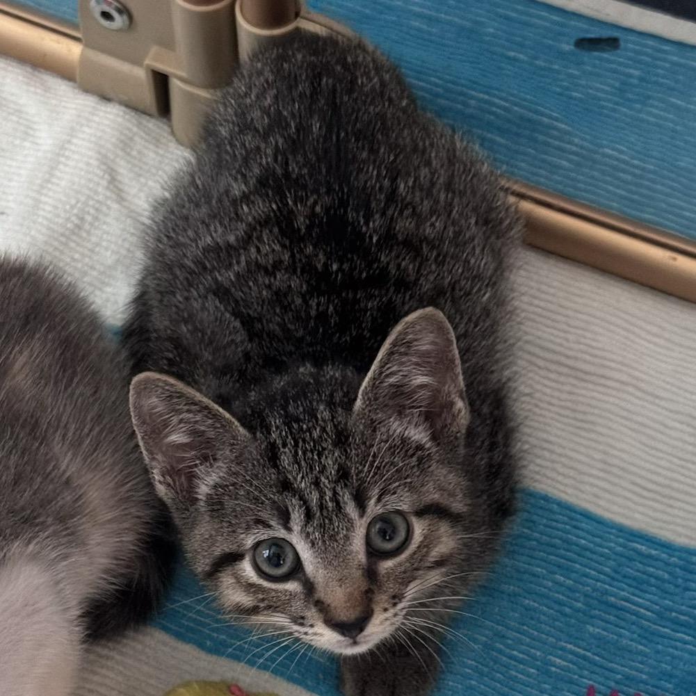 Squiggy, Adoptable, Kitten Male Domestic Short Hair.