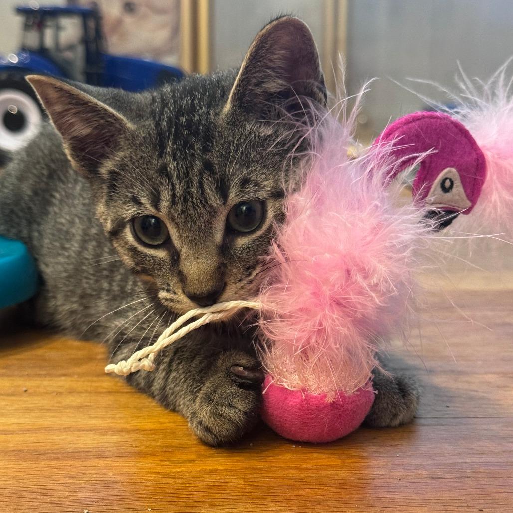 Enlarge Squiggy, a Adoptable Domestic Short Hair in Jupiter, FL image 2/6