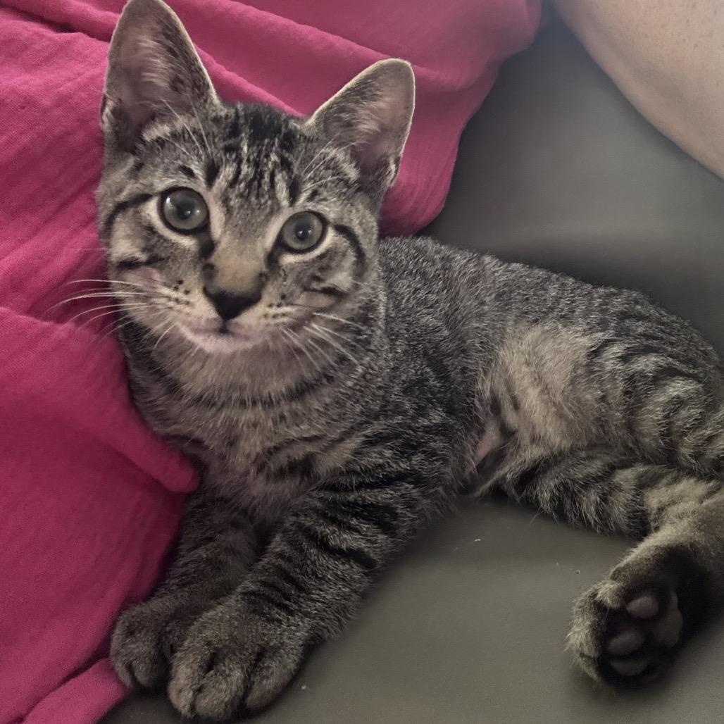Enlarge Squiggy, a Adoptable Domestic Short Hair in Jupiter, FL image 3/6