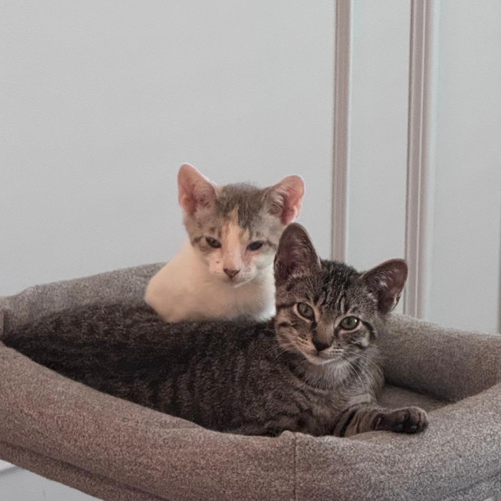 Enlarge Squiggy, a Adoptable Domestic Short Hair in Jupiter, FL image 4/6
