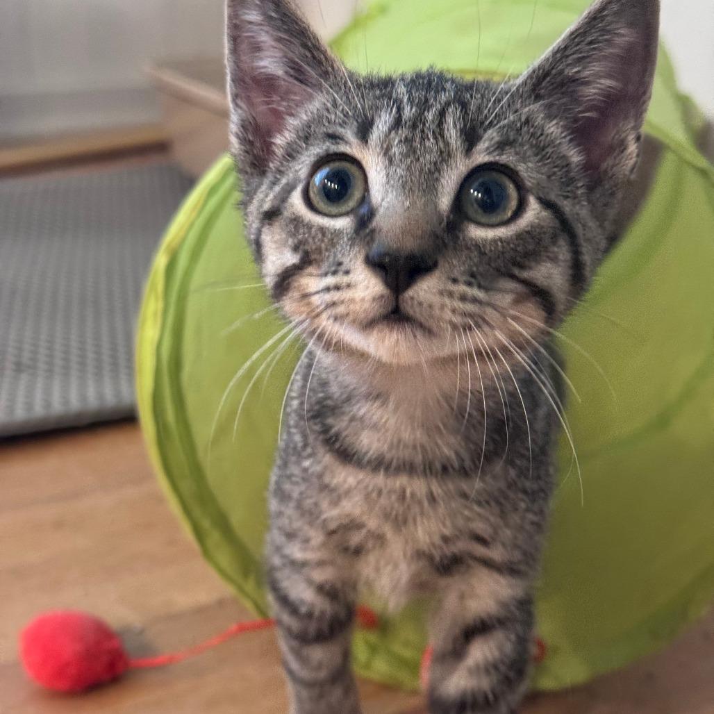 Enlarge Squiggy, a Adoptable Domestic Short Hair in Jupiter, FL image 5/6