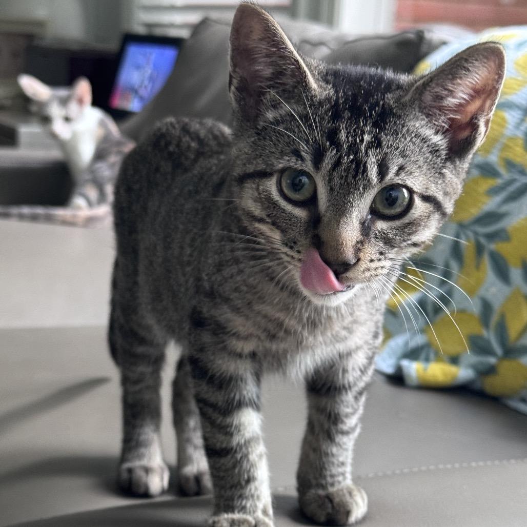 Enlarge Squiggy, a Adoptable Domestic Short Hair in Jupiter, FL image 6/6