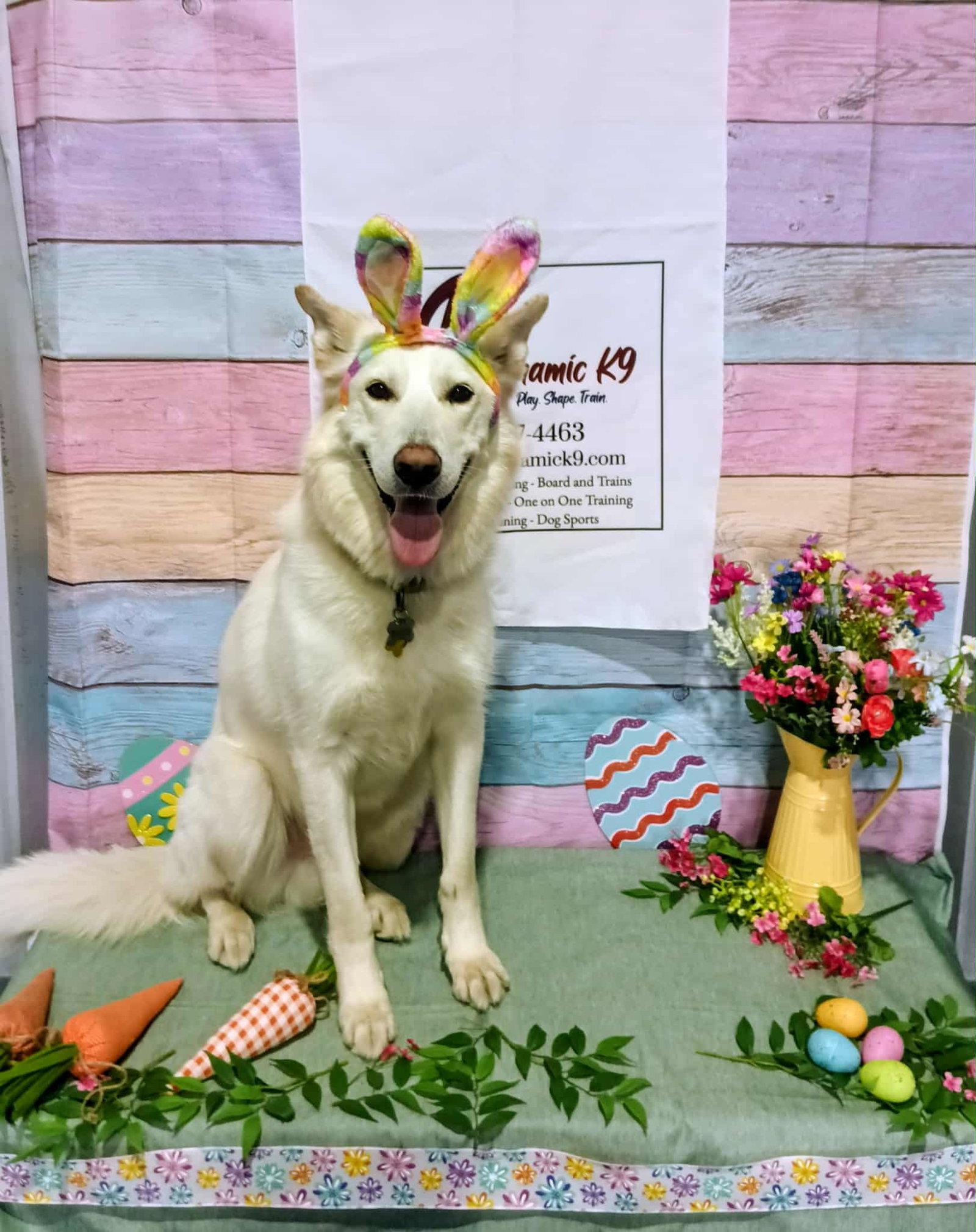 Enlarge Bestest Buddy, a Adoptable German Shepherd Dog in Salt Lake City, UT image 1/3