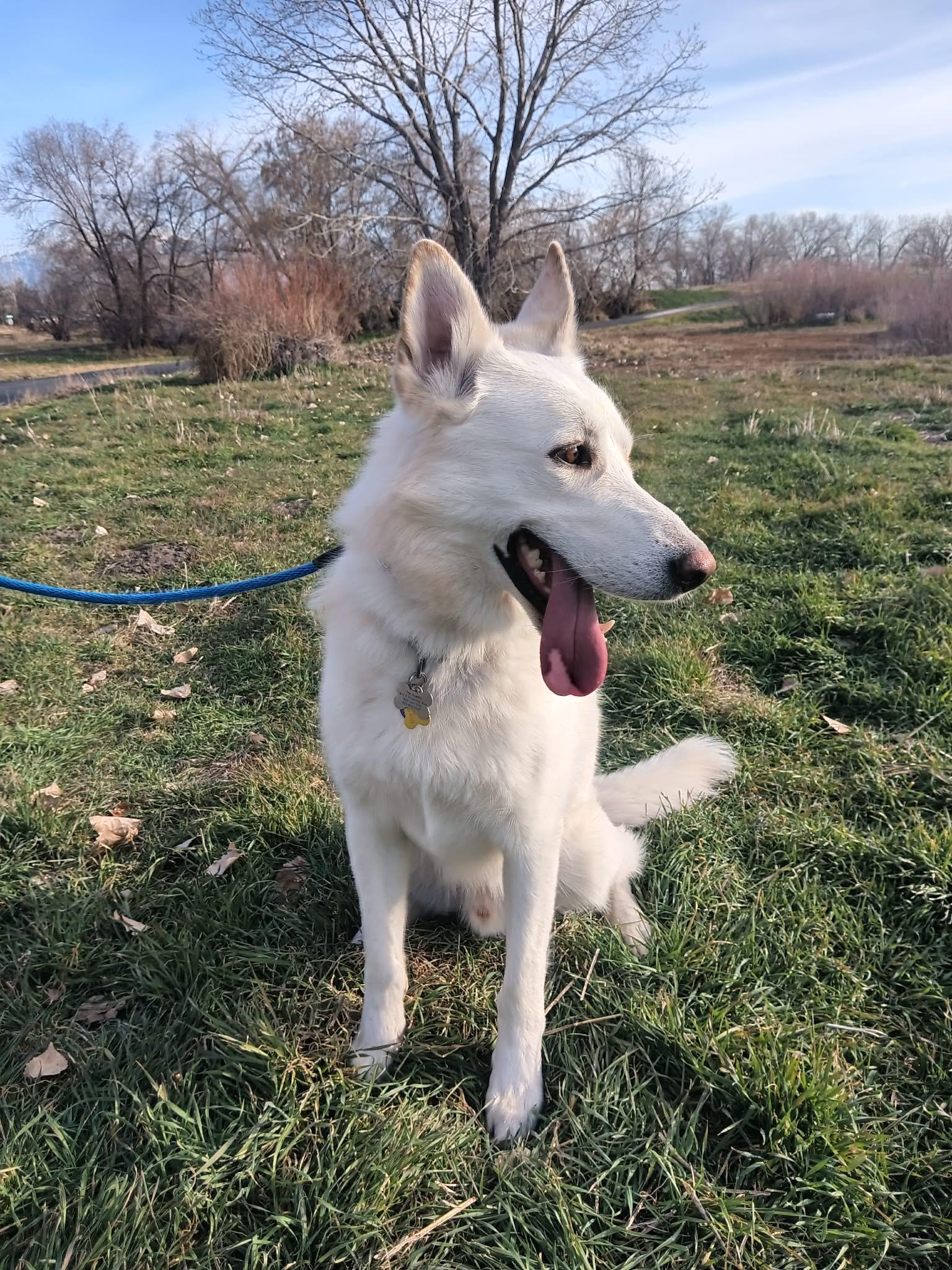 Enlarge Bestest Buddy, a Adoptable German Shepherd Dog in Salt Lake City, UT image 2/3