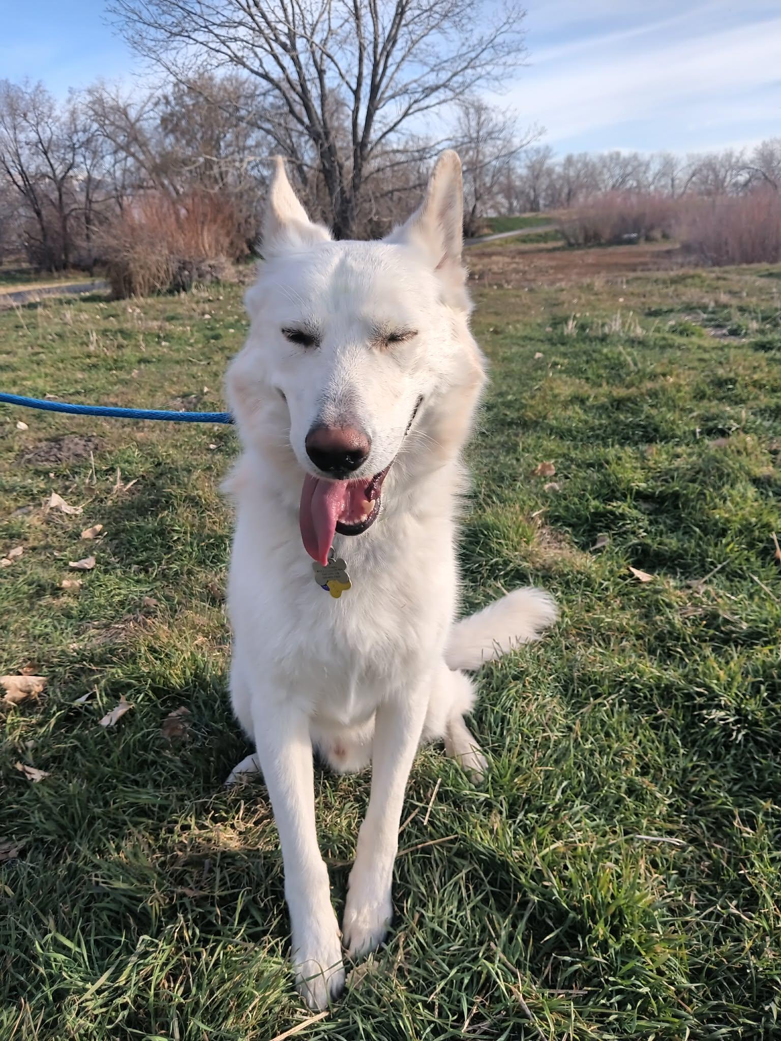 Enlarge Bestest Buddy, a Adoptable German Shepherd Dog in Salt Lake City, UT image 3/3