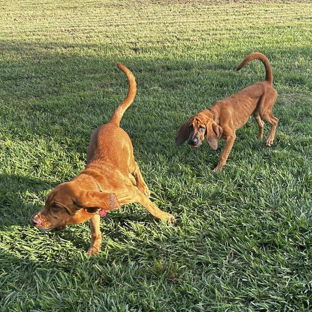 Enlarge Maverick, a Adopted Bloodhound in Port Saint Lucie, FL image 3/6