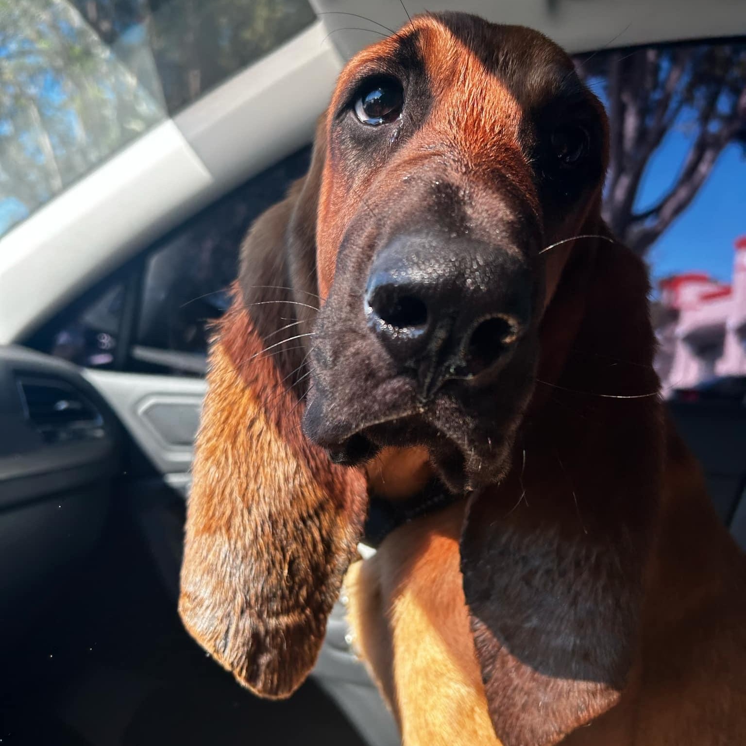 Enlarge Maverick, a Adopted Bloodhound in Port Saint Lucie, FL image 1/6