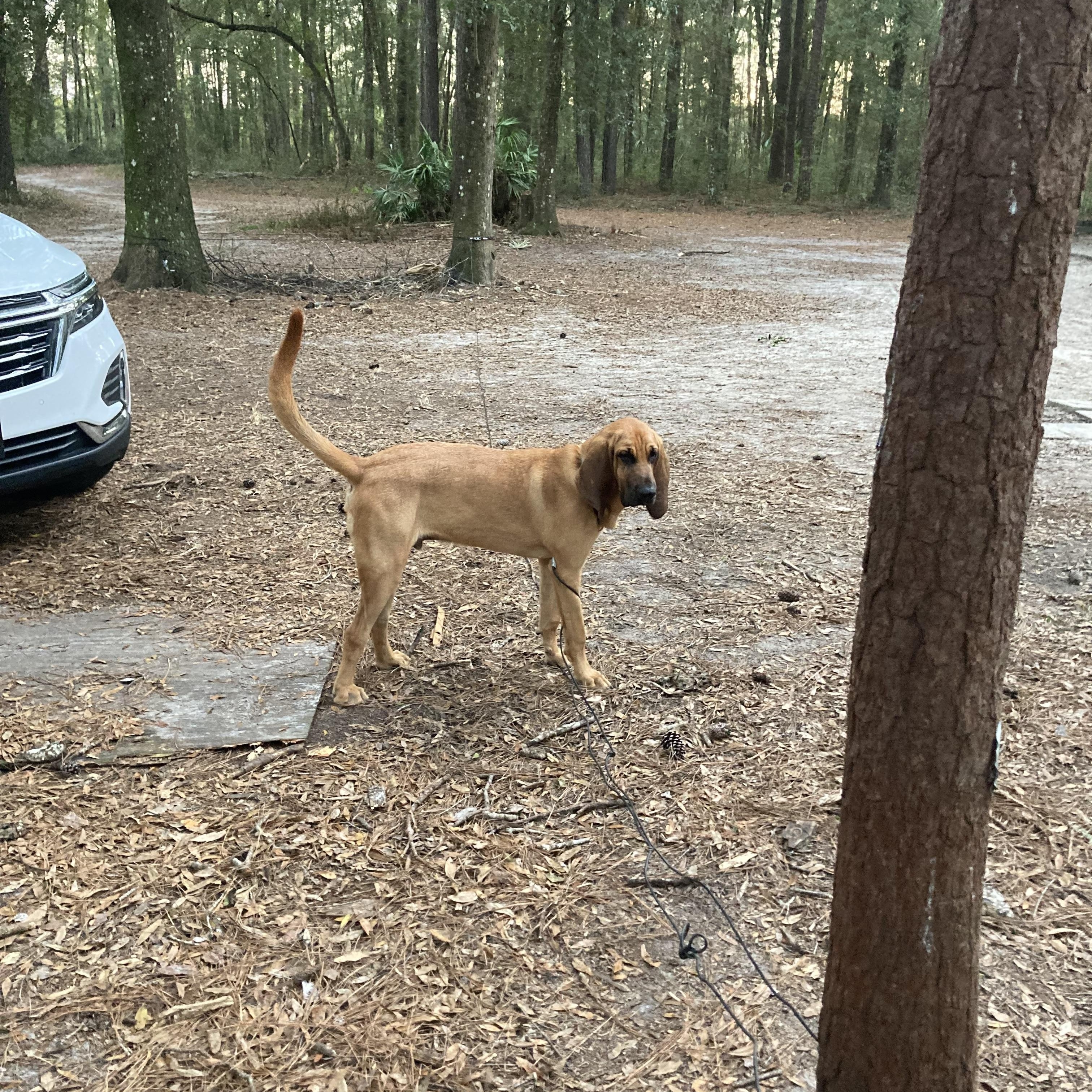 Enlarge Maverick, a Adopted Bloodhound in Port Saint Lucie, FL image 4/6