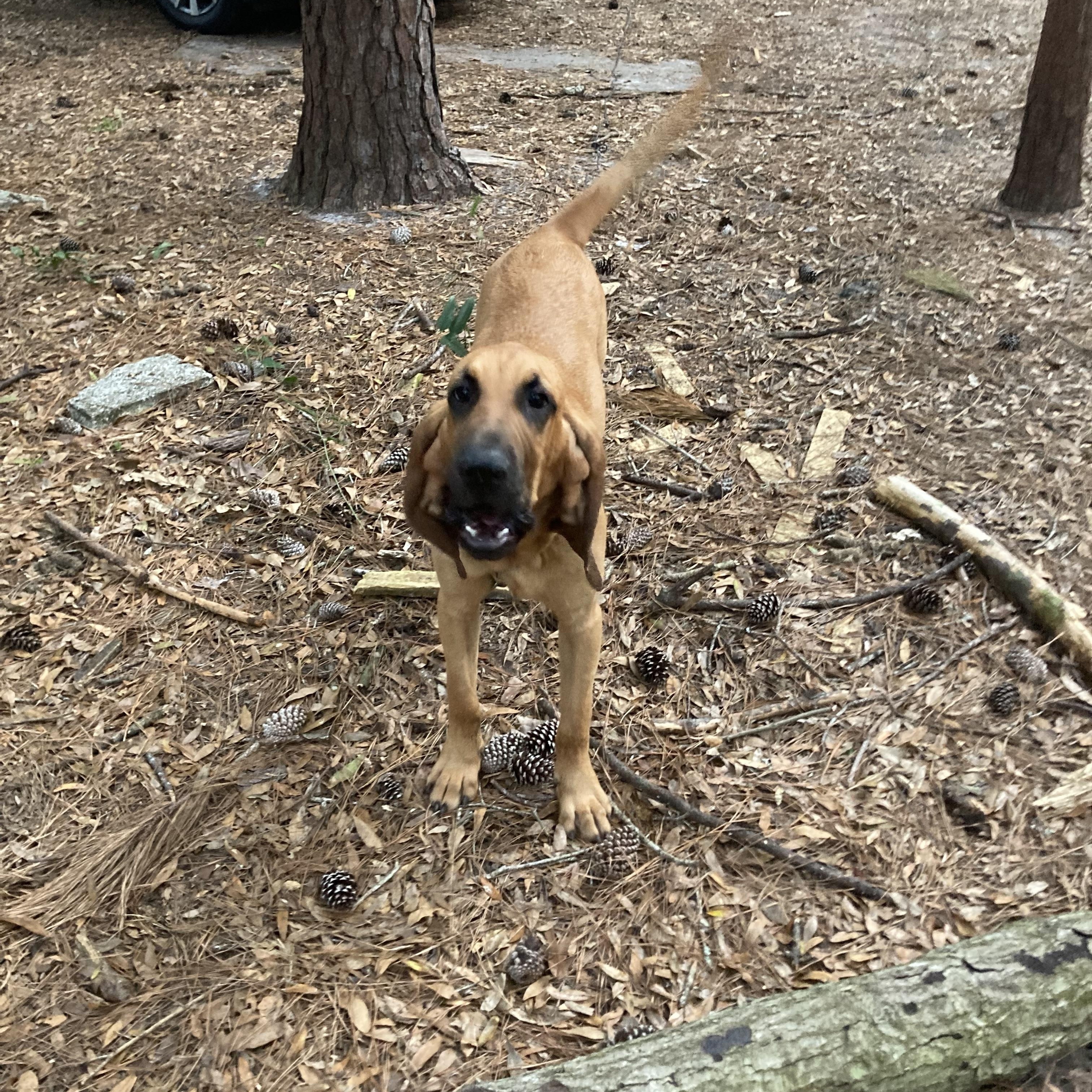 Enlarge Maverick, a Adopted Bloodhound in Port Saint Lucie, FL image 2/6