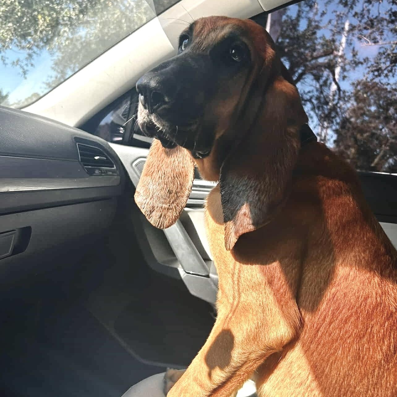 Enlarge Maverick, a Adopted Bloodhound in Port Saint Lucie, FL image 6/6