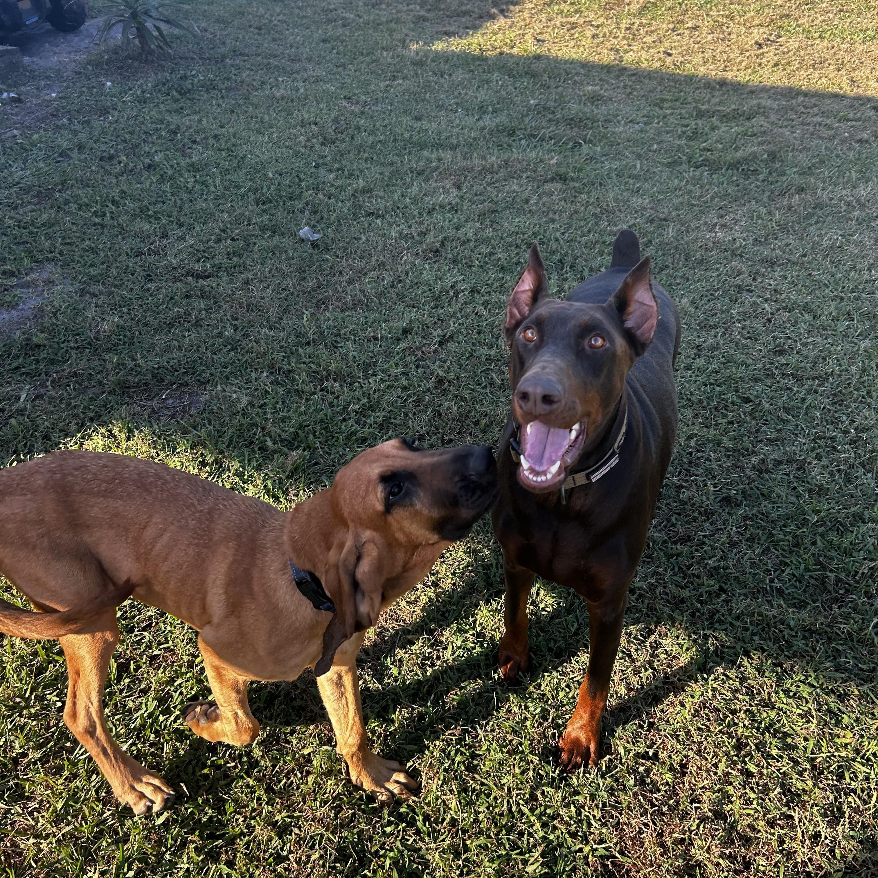 Enlarge Maverick, a Adopted Bloodhound in Port Saint Lucie, FL image 5/6