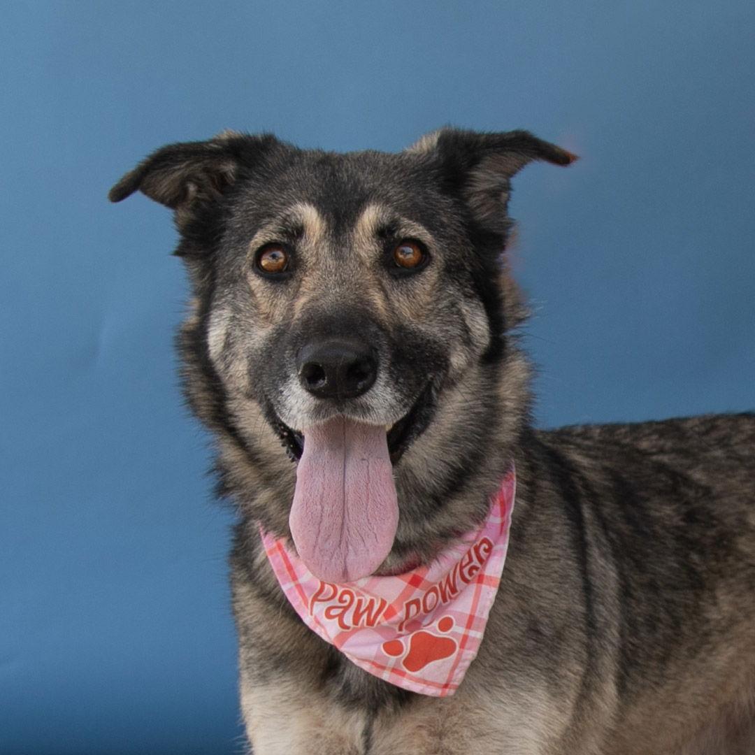 SOAIRSE, Adoptable, Young Female German Shepherd Dog.