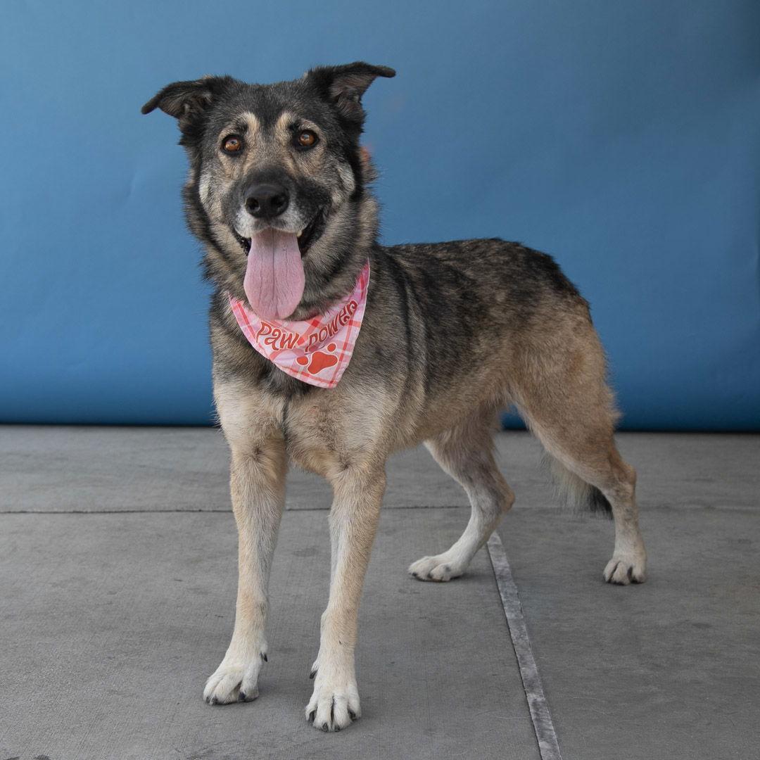 Enlarge SOAIRSE, a Adoptable German Shepherd Dog in Pasadena, CA image 2/2