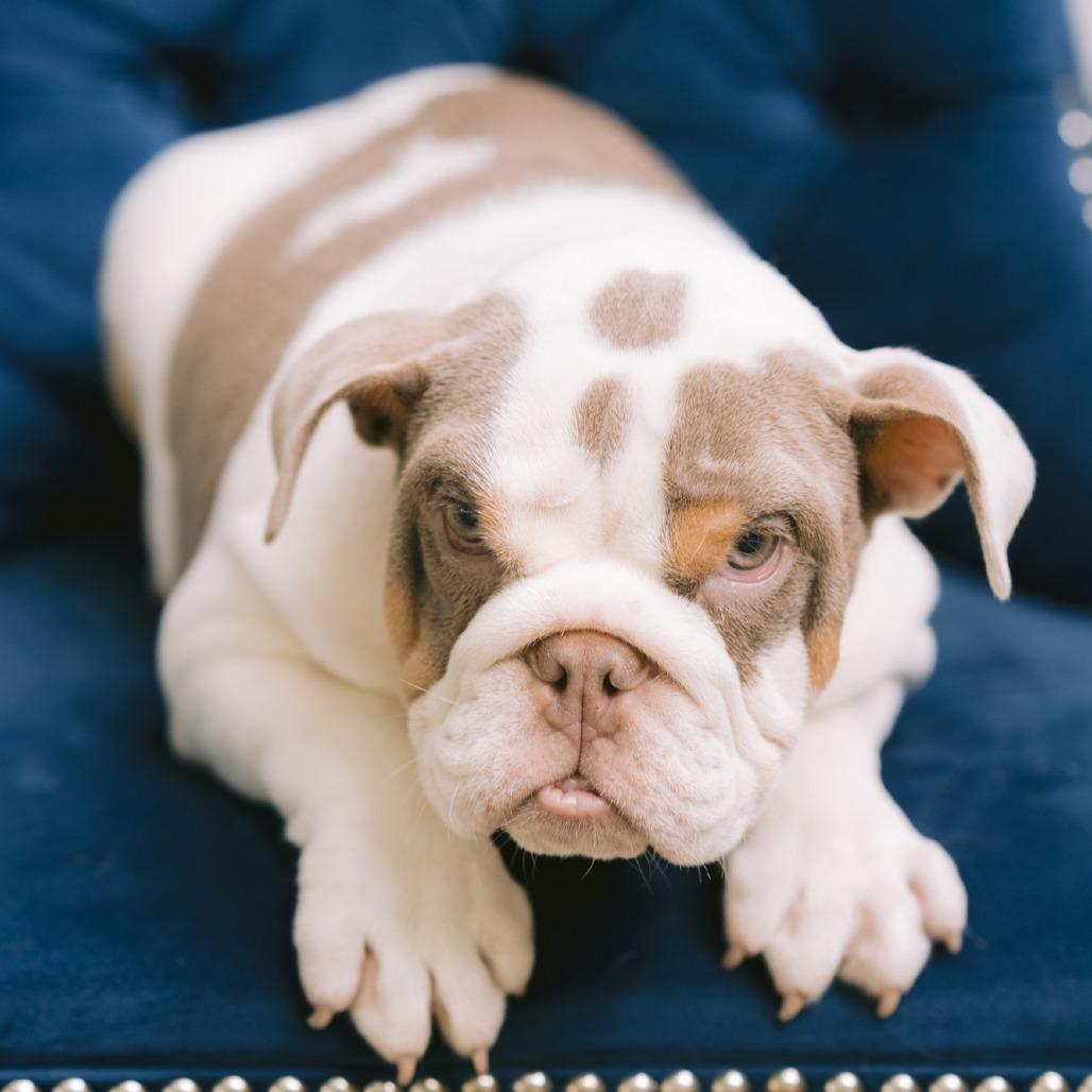 Simien, Adoptable, Puppy Male English Bulldog.