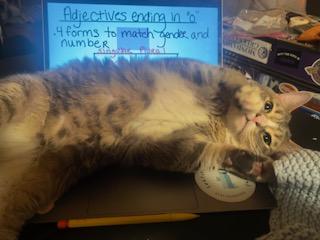 WASABI, Adoptable, Young Male Domestic Short Hair.