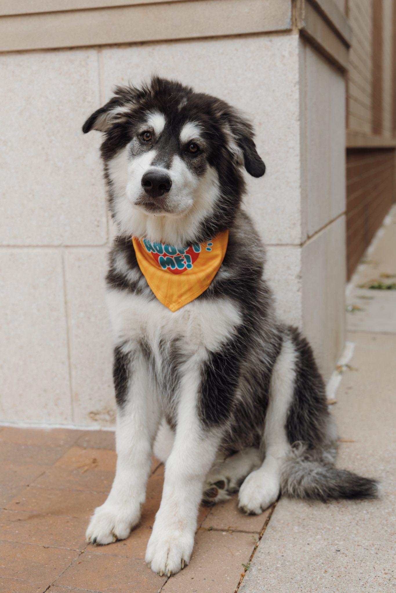 Asher, Adopted, Puppy Male Siberian Husky.
