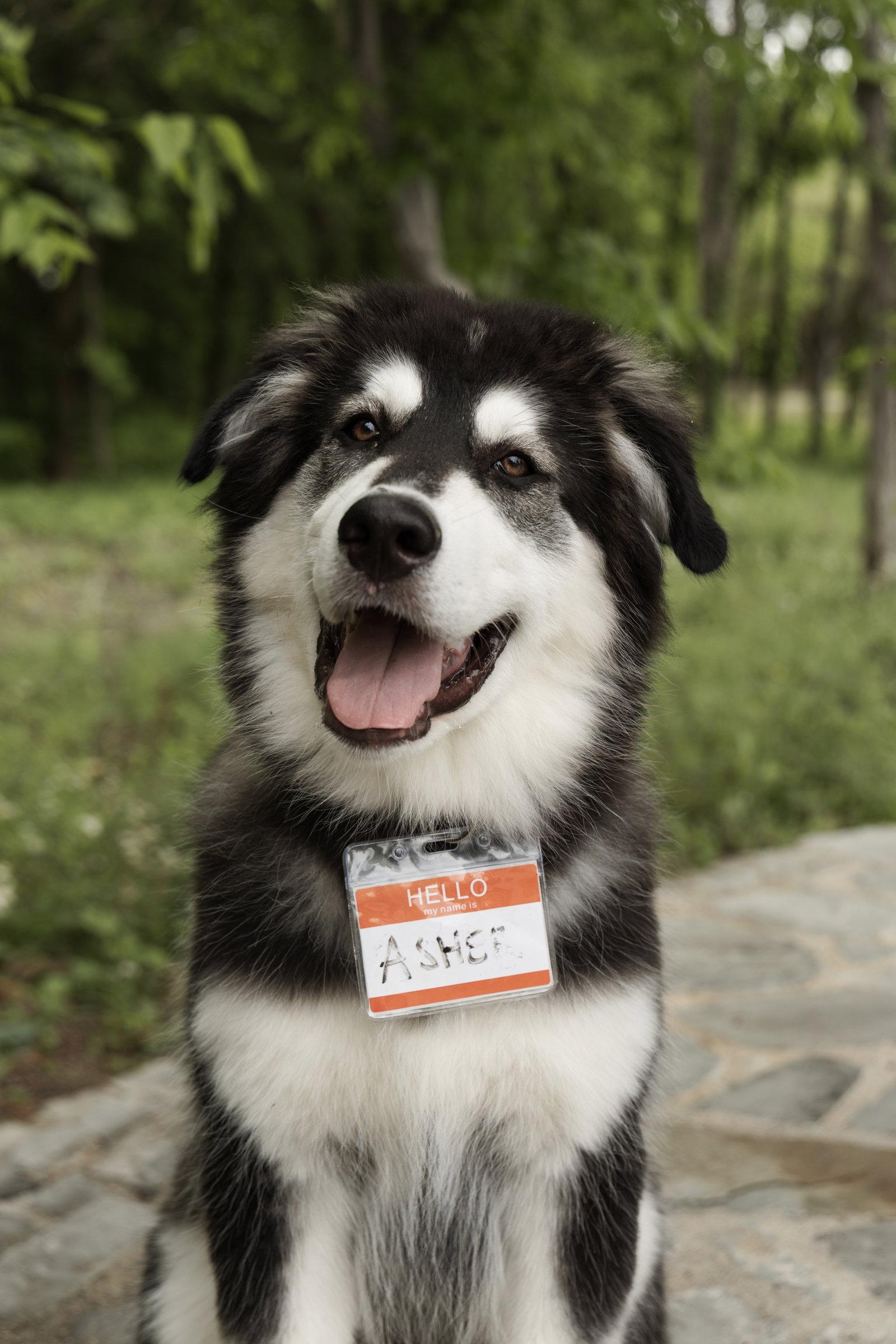 Enlarge Asher, a Adopted Siberian Husky in Carrollton, TX image 2/3