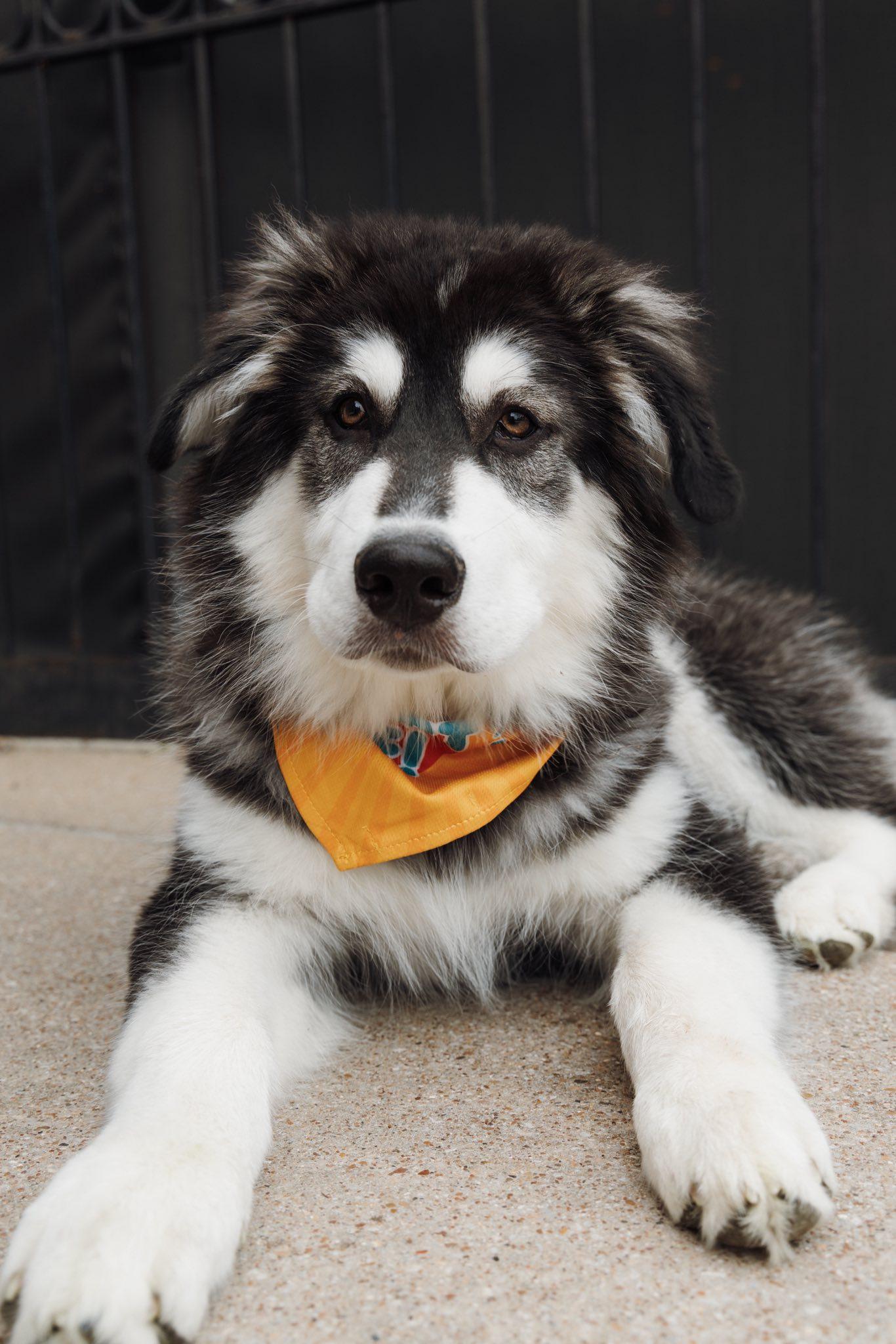 Enlarge Asher, a Adopted Siberian Husky in Carrollton, TX image 3/3