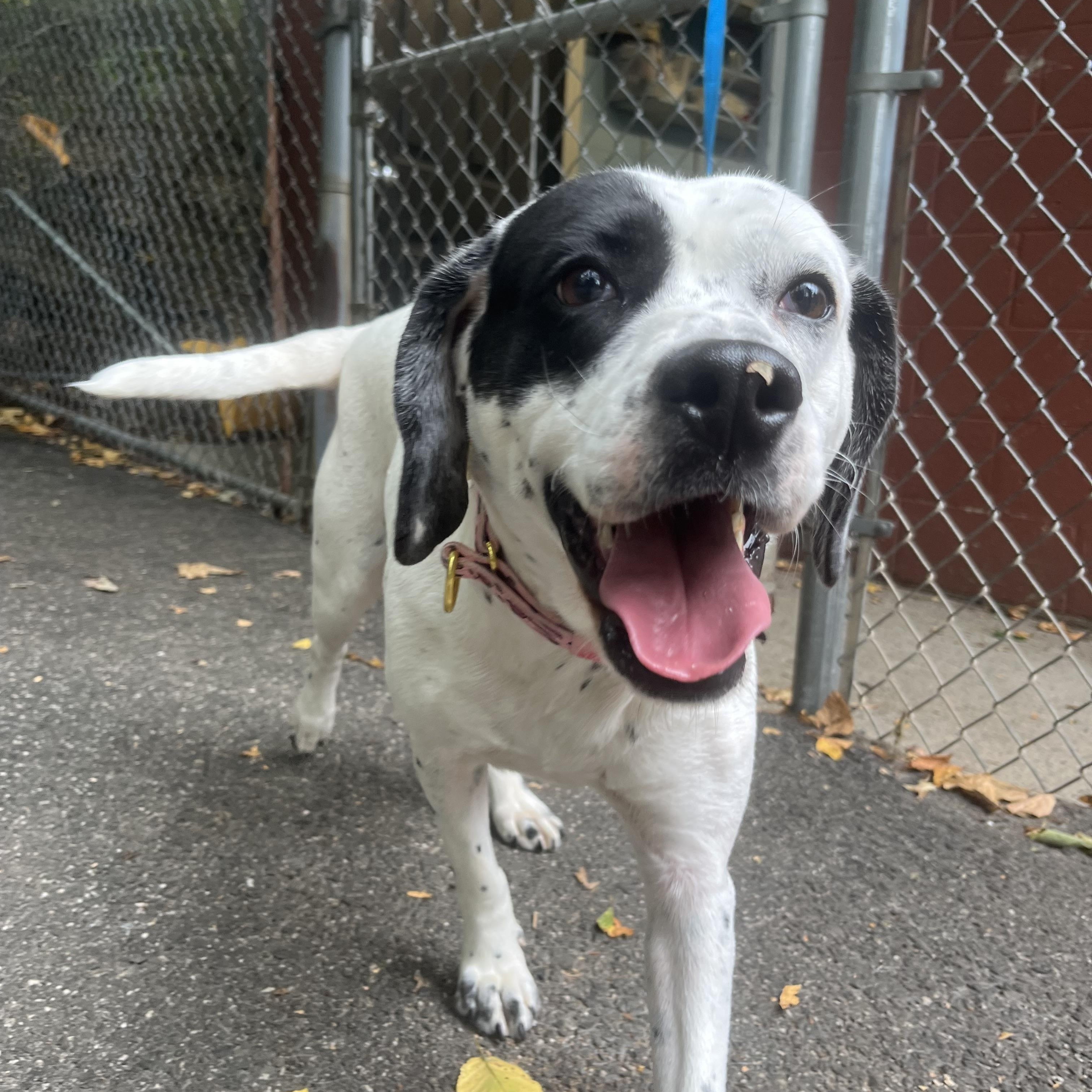 Enlarge Oreo, a Adopted mixed breed in Southbury, CT image 1/2