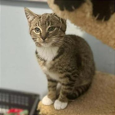 Enlarge Card Shark: Jack, a Adoptable Domestic Short Hair in Washington, DC image 1/2