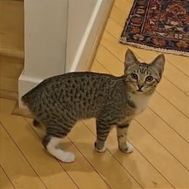 Enlarge Card Shark: Jack, a Adoptable Domestic Short Hair in Washington, DC image 2/2