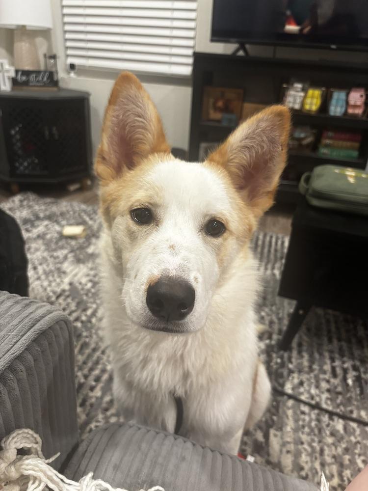 Matty B, a Adoptable mixed breed in Sedalia, CO image 1/6