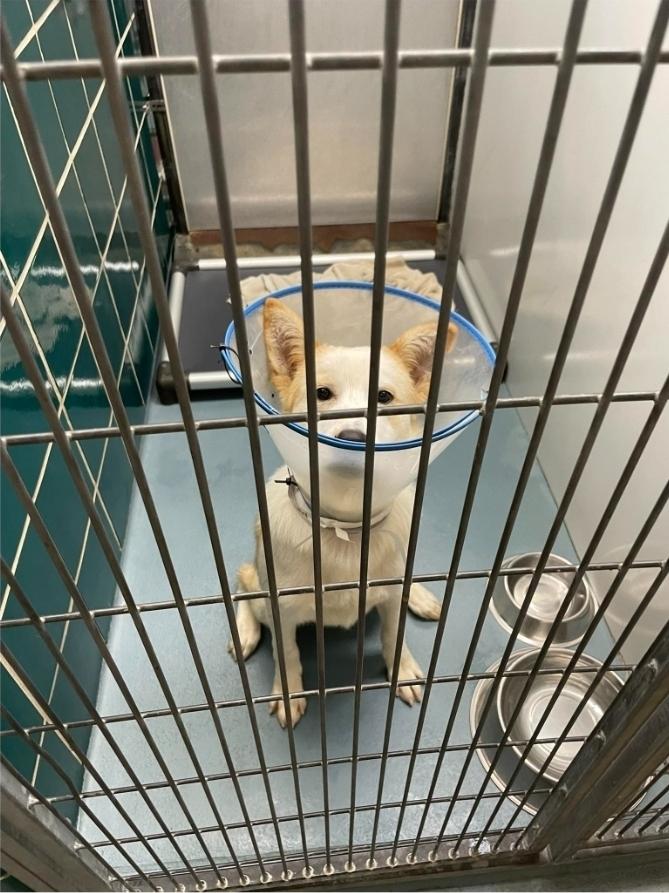 Matty B, a Adoptable mixed breed in Sedalia, CO image 4/6