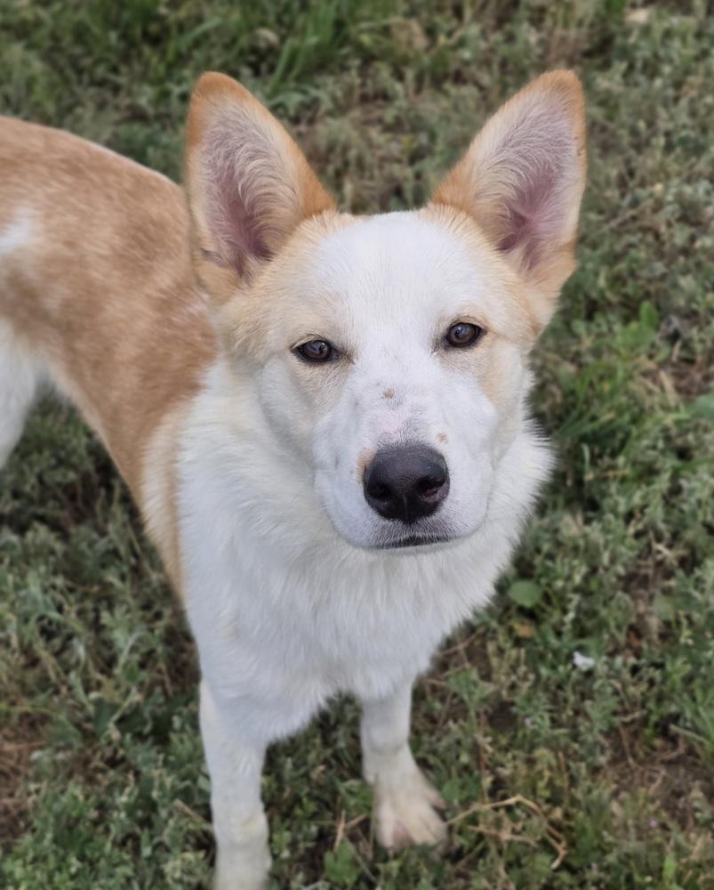 Matty B, a Adoptable mixed breed in Sedalia, CO image 5/6