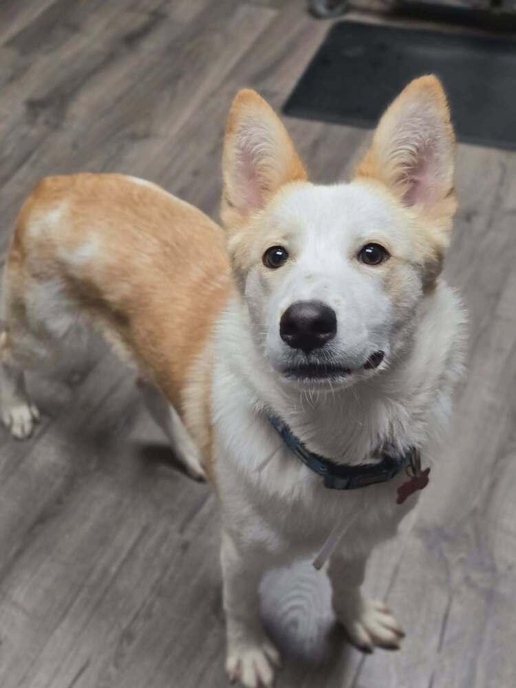 Matty B, a Adoptable mixed breed in Sedalia, CO image 6/6